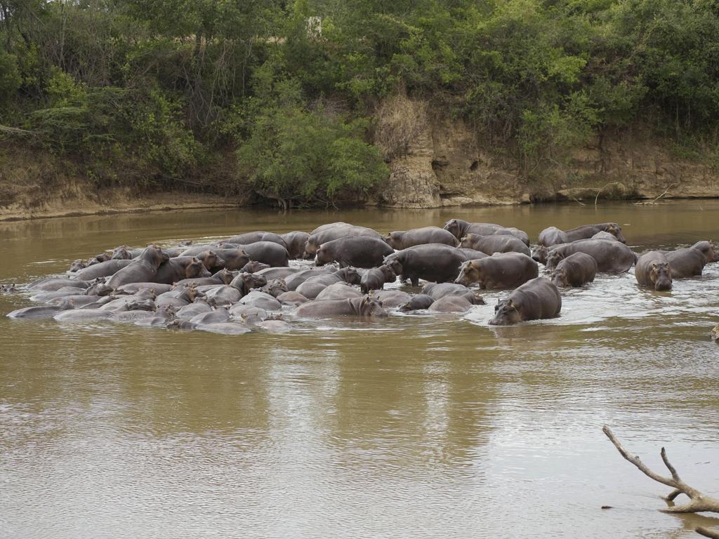 Ngerende Island Lodge (Adults Only) Maasai Mara Eksteriør billede